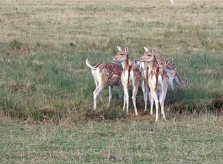Group of female Fallow deer, Suffolk England
