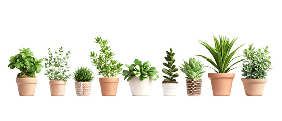 Collection of various houseplants displayed in ceramic pots with transparent background. Potted exotic house plants on white shelf against white wall. Home garden banner isolated on white background