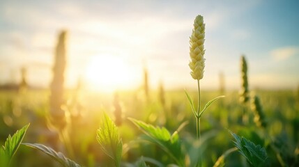 Fototapeta premium Sunset Over Hop Field with Silhouetted Plants