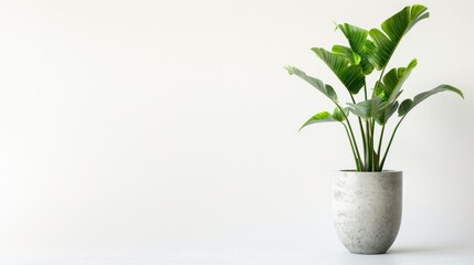 Fototapeta premium A potted plant with large green leaves against a white wall.