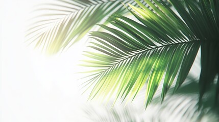 Fototapeta premium Close-up of green palm leaves with sunlight shining through.