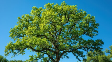 Fototapeta premium A Tall Oak Tree with Lush Green Foliage Against a Clear Blue Sky