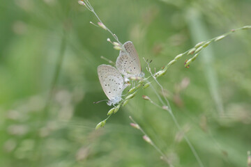 Mating pale grass blue butterflies