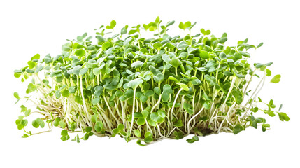 Obraz premium Alfalfa sprouts, transparent background, generative AI, isolated on white background