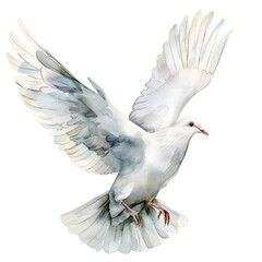 Obraz premium Vintage watercolor White Common pigeon, dove illustration. Hand drawn watercolor illustration. Decorative design elements