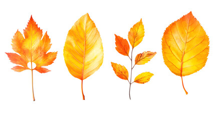 Fototapeta premium Collection set of five different orange and yellow colorful leaves in autumn, panoramic transparent background, fall season, png file, isolated on white background