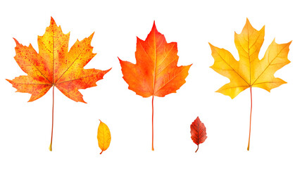 Fototapeta premium Collection set of five different orange and yellow colorful leaves in autumn, panoramic transparent background, fall season, png file, isolated on white background