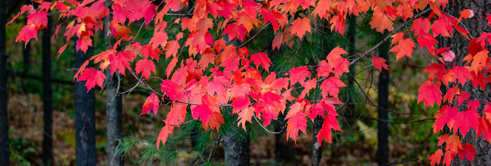 Red maple leaves in a Wisconsin forest