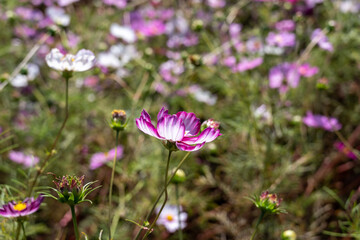 Cosmos flowers are tall, delicate plants with vibrant petals, blooming mainly in autumn under clear skies.