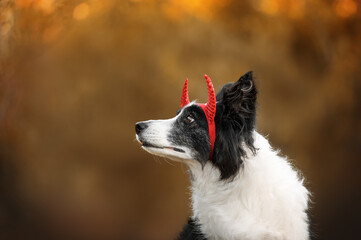 senior border collie dog enjoying autumn warmth in halloween costume, expressive look