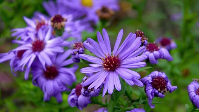 ush purple asters with curled petals and burgundy centers on natural background &ndash; emphasis on flower variety and natural life cycle.