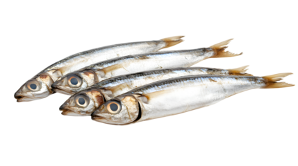 Anchovy on transparent background, isolated on white background