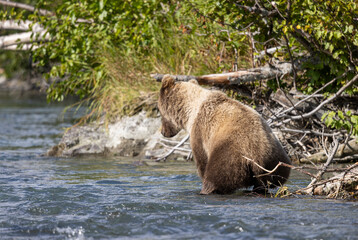 Brown (Grizzly) Bear Fishing in the Kenai River Alaska in Autumn