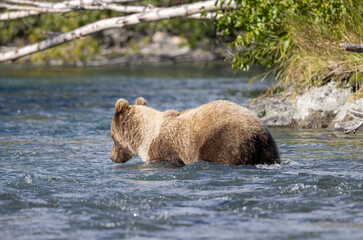 Obraz premium Brown (Grizzly) Bear Fishing in the Kenai River Alaska in Autumn