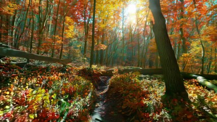 Forest Walk Transitioning Through Spring, Summer, Autumn and Winter, Showing Change of Seasons