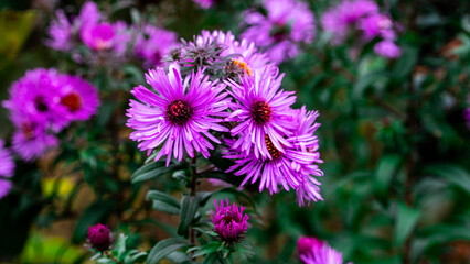 Lush deep purple asters with burgundy centres and water droplets on the petals - flowers in an autumn garden.