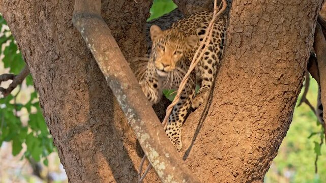 African leopard (Panthera pardus pardus) in a tree, South Luangwa National Park, Mfuwe, Zambia, Africa