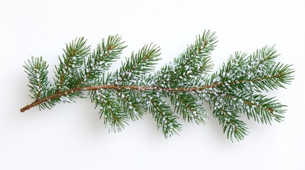 Fresh pine branch isolated on white background