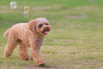 しゃぼん玉舞うドッグランで遊ぶトイ・プードル