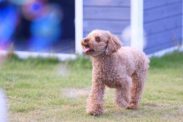 しゃぼん玉舞うドッグランで遊ぶトイ・プードル