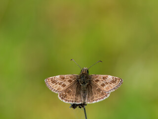 Obraz premium Dingy Skipper Butterfly Resting on a Plant Stem