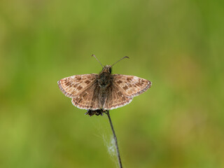 Obraz premium Dingy Skipper Butterfly Resting on a Plant Stem