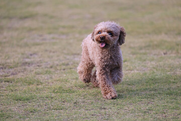 しゃぼん玉舞うドッグランで遊ぶトイ・プードル