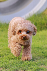 Fototapeta premium ドッグランで遊ぶトイ・プードル