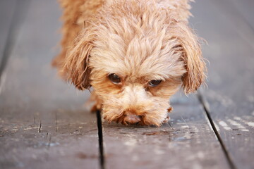 匂いを嗅ぐトイ・プードル