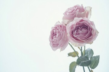 Beautiful Pink Roses on Soft Background
