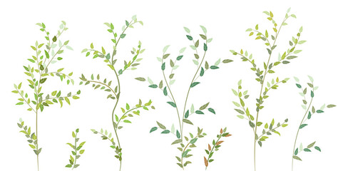 Branches of deciduous tree. Decorative green leaves, twigs similar to birch, alder, aspen, hazel. Attractive bright bushe, curly and fresh. Realistic botanical illustration on white background, vector