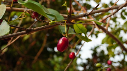 Close up of Syzygium cumini fruit on a branch, it is red in color and hangs with a shiny skin surface. This species is also known as Black plum, Java plum, Malabar plum, Jamblang and Juwet