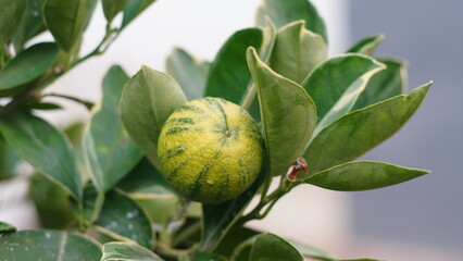 variegated pink lemon in close up shot. this species is also called variegated Eureka lemon and pink-fleshed Eureka lemon.