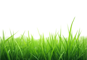 Obraz premium grass isolated on white background