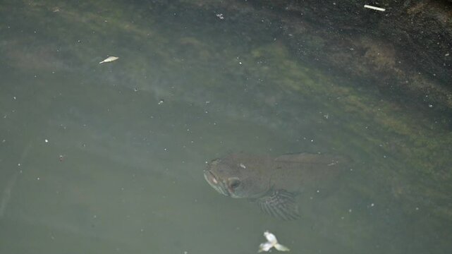 Snakehead or Channa orientalis fish. 
Channa&nbsp;is a&nbsp;genus&nbsp;of predatory&nbsp;fish&nbsp;in the&nbsp;family&nbsp;channidae, native to fresh water habitats in asia. Asiatic Snakehead slow motion video.