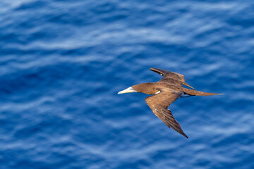 Close up of a Brown Booby bird flying low over a blue ocean in the Philippine sea off the coast of japan