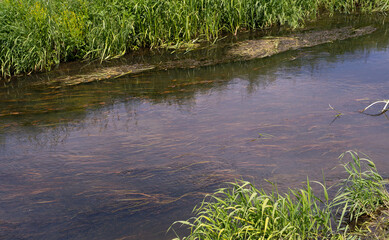 Underwater Grass, Long Seaweed in Dark River Water, Overgrown Stream with Algae, Grass Waving in Water