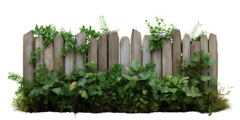 Rustic wooden fence with lush green plants and vines in front, creating a serene, natural garden atmosphere. isolated on a PNG transparent background.