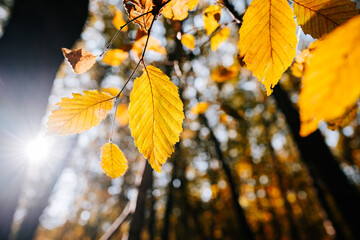 Naklejka premium Beautiful nature autumn background photographed with wide angle lens. Close up or macro shot on yellow leaf. Selective focus.