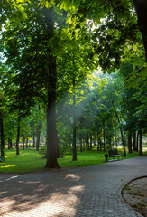 Park in the rays of the morning sun. Sunlight through the trees.