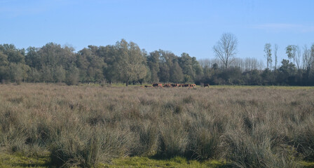 Obraz premium Beautiful view of the Belgian countryside