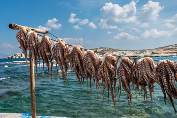 Freshly caught octopus, Milos Island, Greece