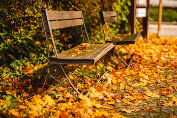 Wooden bench and fallen yellowed leaves in park. Autumn landscape with the sun warmly illumining a...