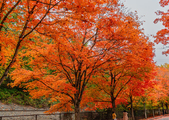 Brillaint Park Leaves 10