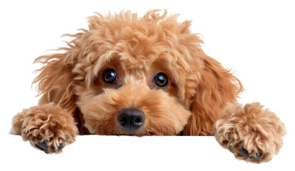 PNG Bichon Frise mammal animal poodle.