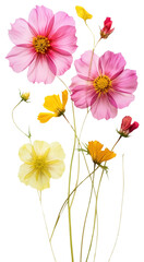 Obraz premium PNG Cosmos flower wallpaper blossom petal plant.
