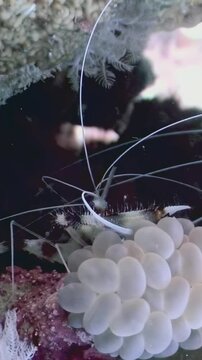 Witness the magnificent Banded Coral Shrimp as it delicately navigates through a colorful coral reef, showcasing its unique patterns and graceful movements amidst the underwater ecosystem.