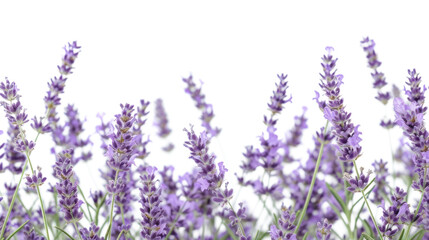 Fototapeta premium PNG Flying lavenders border backgrounds blossom flower.