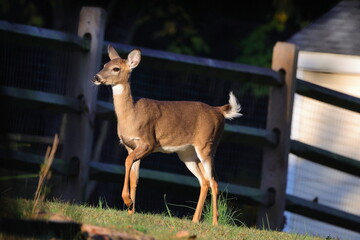Deer standing in sun by fence
