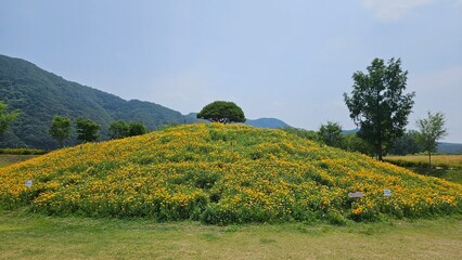 Obraz premium Yellow flower garden at the entrance of Jaraseom Island